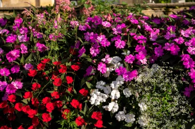 Parc de Cazalet de Pessac (8).